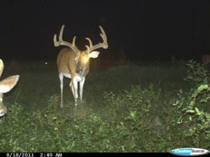 Trail Cams